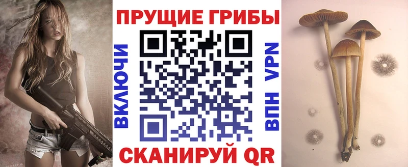 Купить где Выборг Псилоцибиновые грибы Magic Shrooms